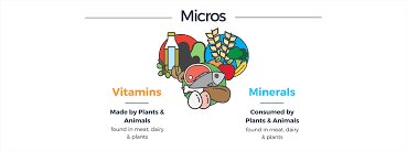 The Power of Balanced Nutrition:  Harmony in Every Bite!